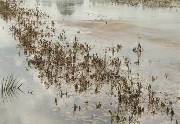 Rice and soybeans suffer most damage from flood
